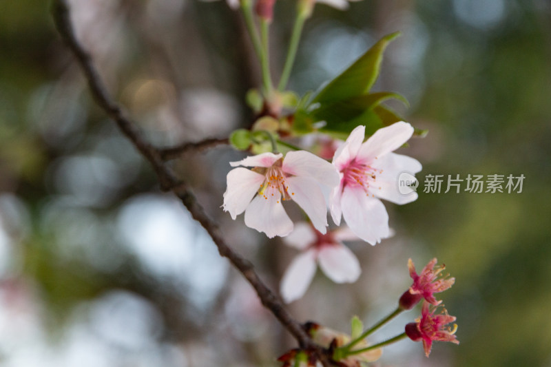 杭州钱塘江樱花大道花朵娇艳