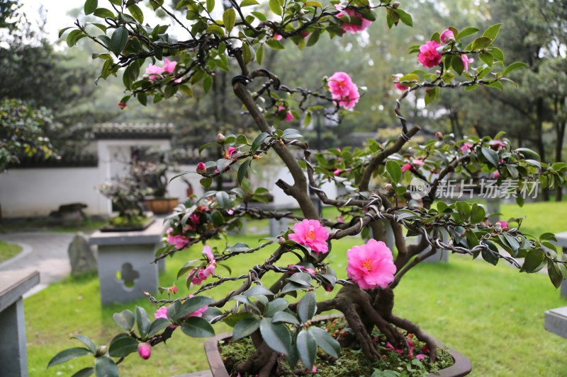 四川成都百花潭公园川派盆景园的茶花盆景