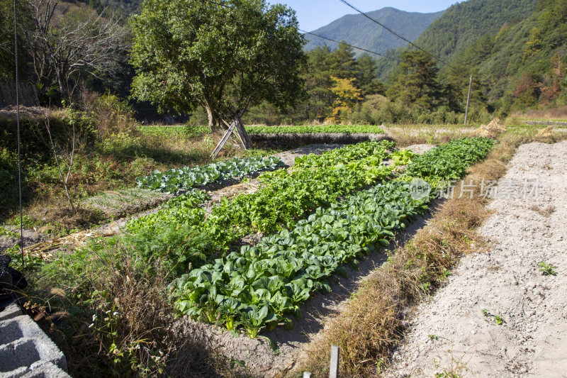 农村蔬菜种植