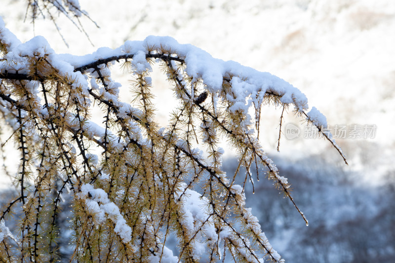 雪后落叶松，冬季积雪覆盖的红杉树