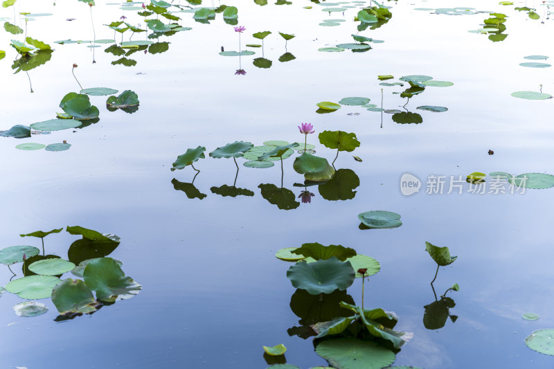 杭州西湖西泠桥风景