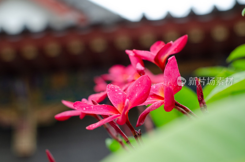 宫殿前一朵雨中盛开的红鸡蛋花