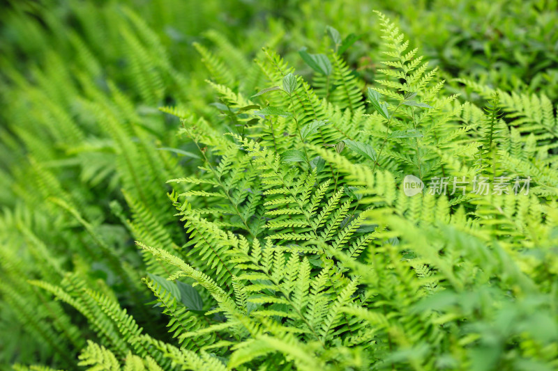 野草绿色背景素材