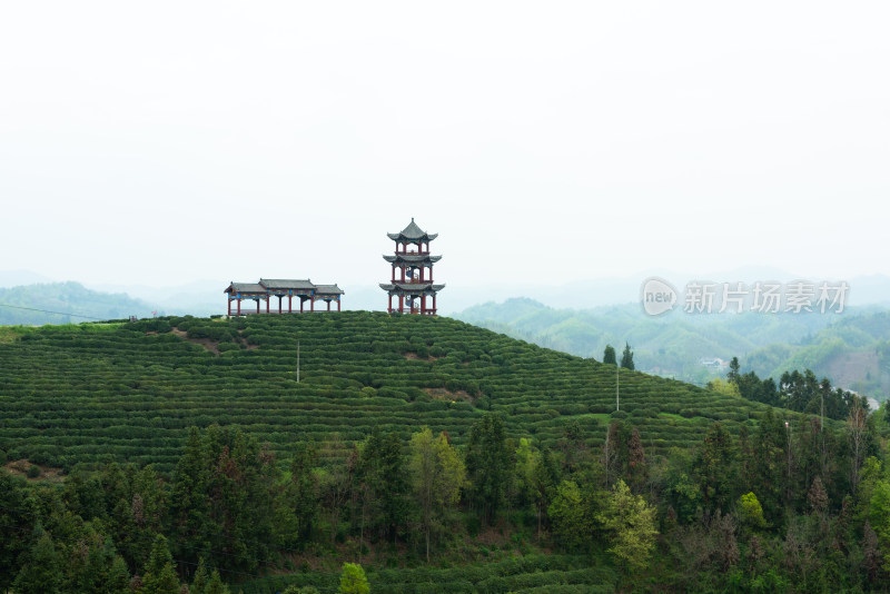 湖北省谷城县五山镇山茶茶园风景