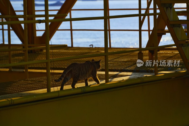 南京拍摄的流浪猫咪