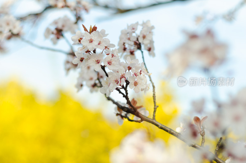 特写一枝樱花