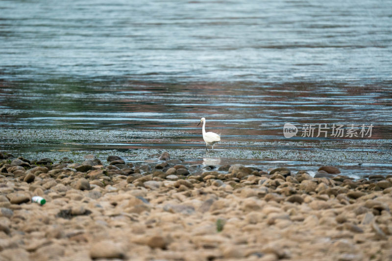 水边白鹭鸶