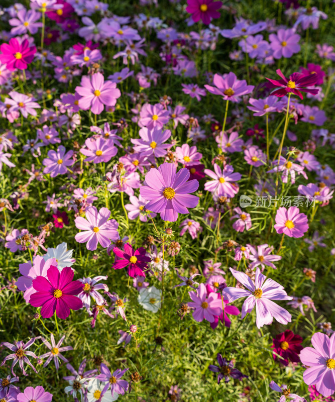 秋英花花海