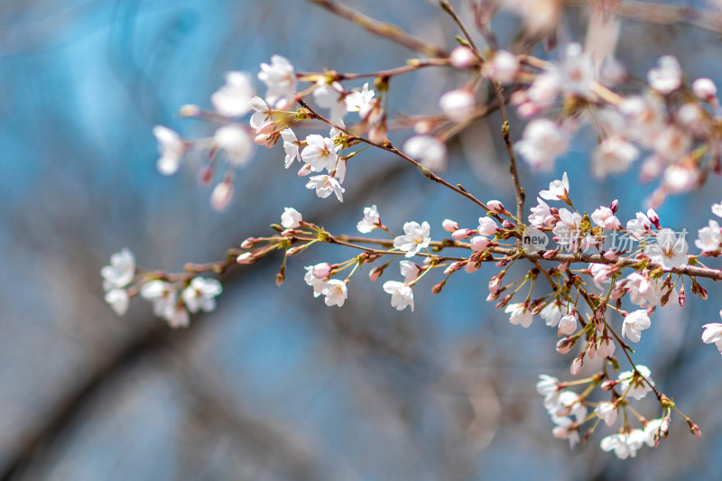 春季蓝天下的樱花特写