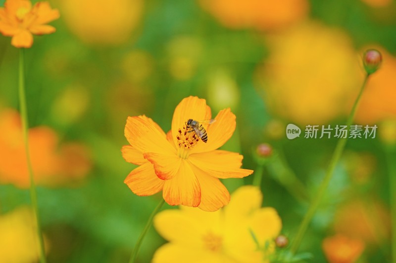 小黄花与蜜蜂的邂逅