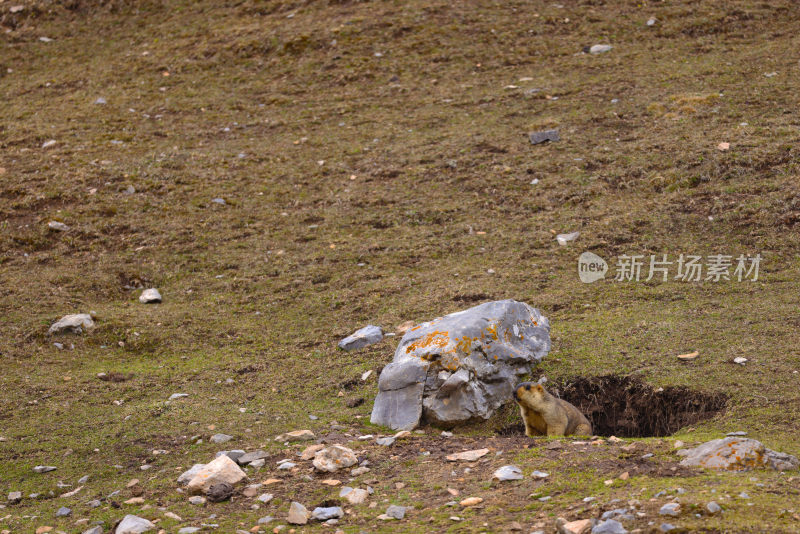 可可西里野生动物高原土拨鼠