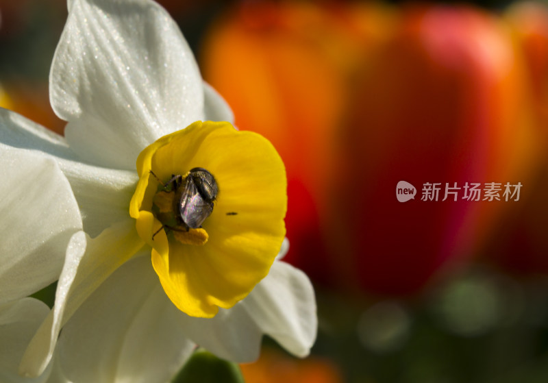 郁金香 花 爱 高贵