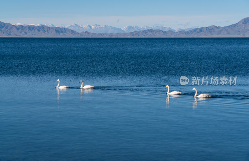 新疆赛里木湖的白天鹅