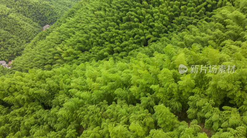 浙江省湖州安吉青山绿水竹山竹海航拍