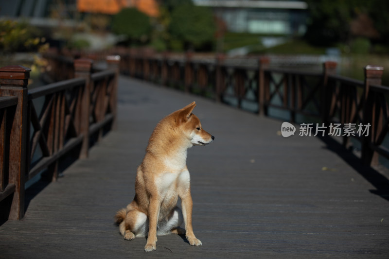 一只坐在栈道上的柴犬