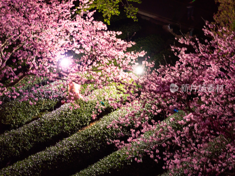 福建龙岩台品樱花院茶园樱花相映成趣照片