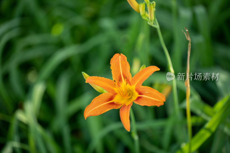 黄花菜 黄花