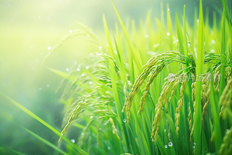 自然背景植物农业谷雨