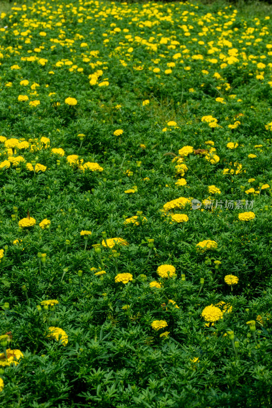 夏天公园里万寿菊花特写