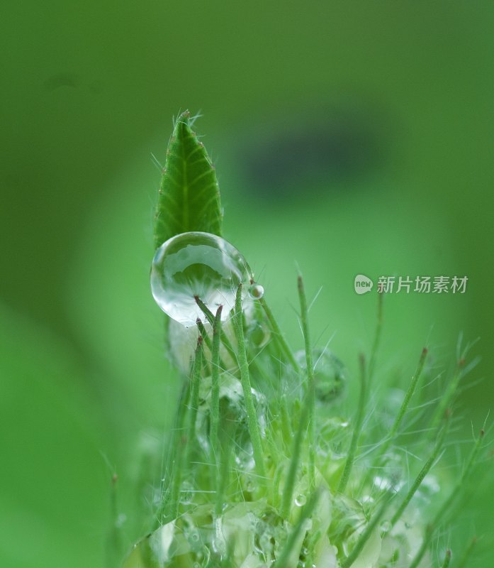 植物叶片上的透明水珠特写