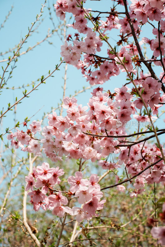 北京玉渊潭公园樱花节樱花