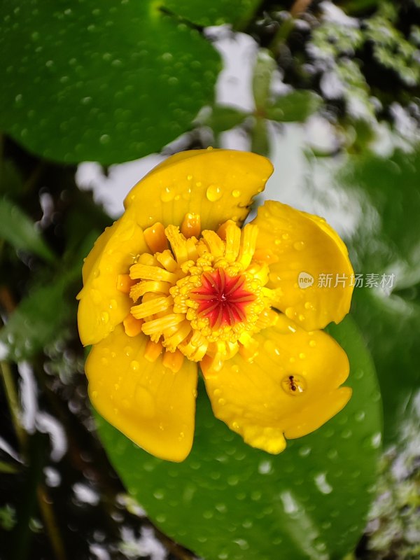 雨后初绽的金色睡莲-中华萍蓬草