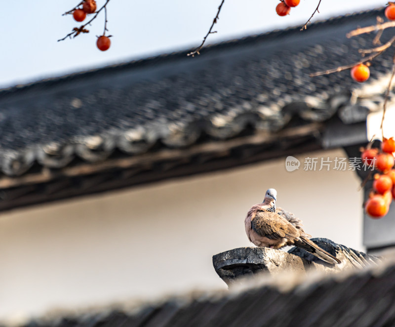 苏州北寺塔地铁站白墙黛瓦柿子树