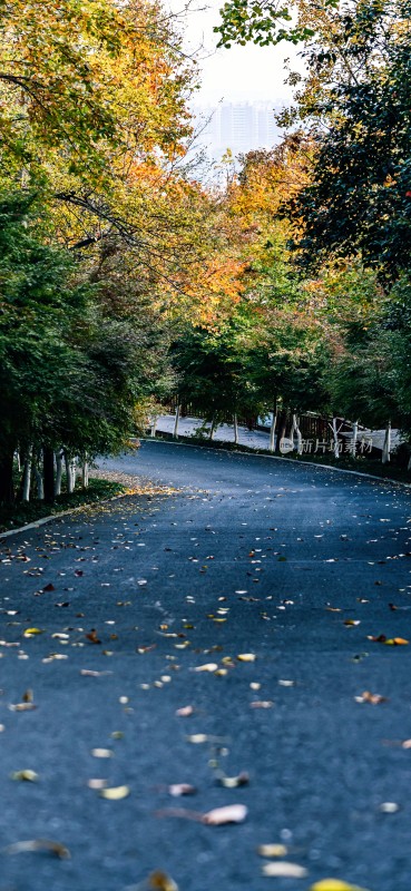 秋日落叶铺满林间道路