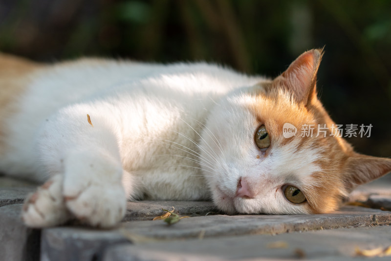 躺在墙上休息小猫旅行假日