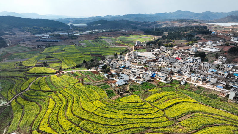 油菜花绘就田园美景