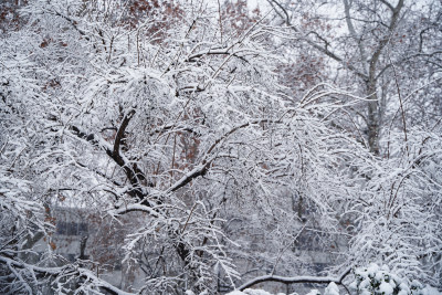 暴雪天银装素裹的树