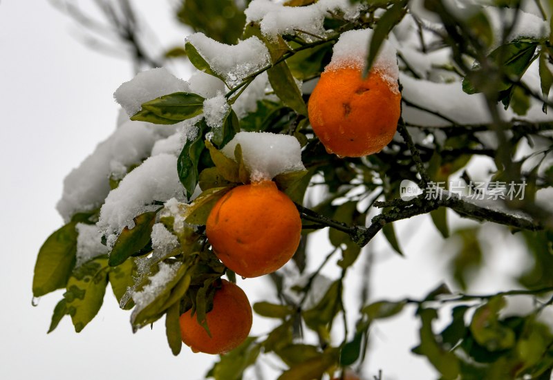 重庆酉阳：庭院橘子蔬菜与白雪