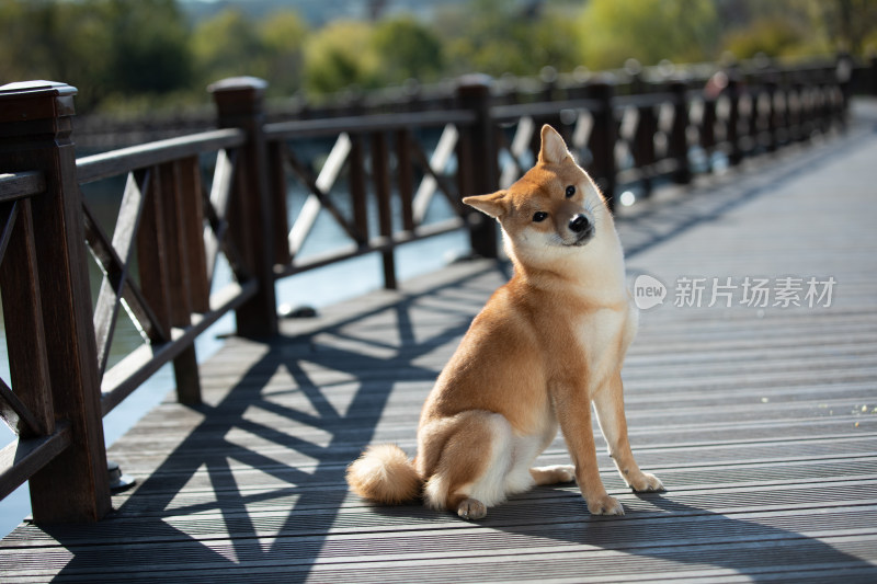 一只坐在栈道上的快乐柴犬