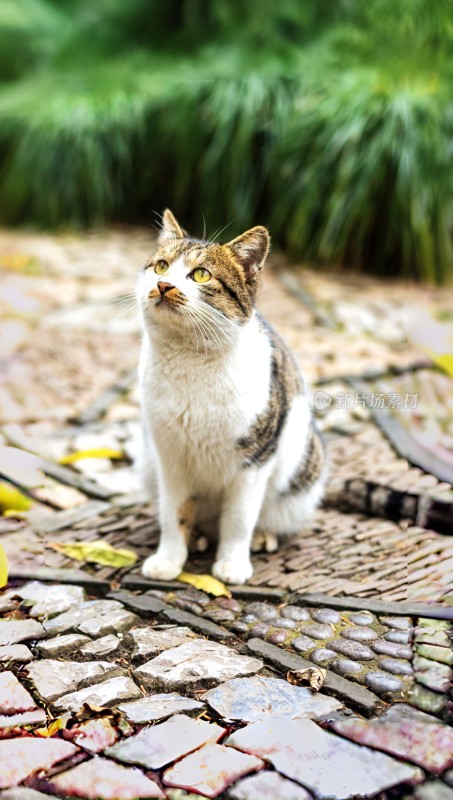 户外石砖地面上的花色猫咪