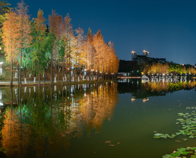 佛山千灯湖南海活水公园落羽杉红叶夜景灯光