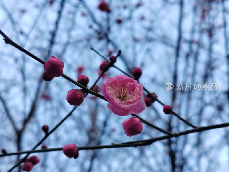 枝头盛开的粉色梅花与花苞特写