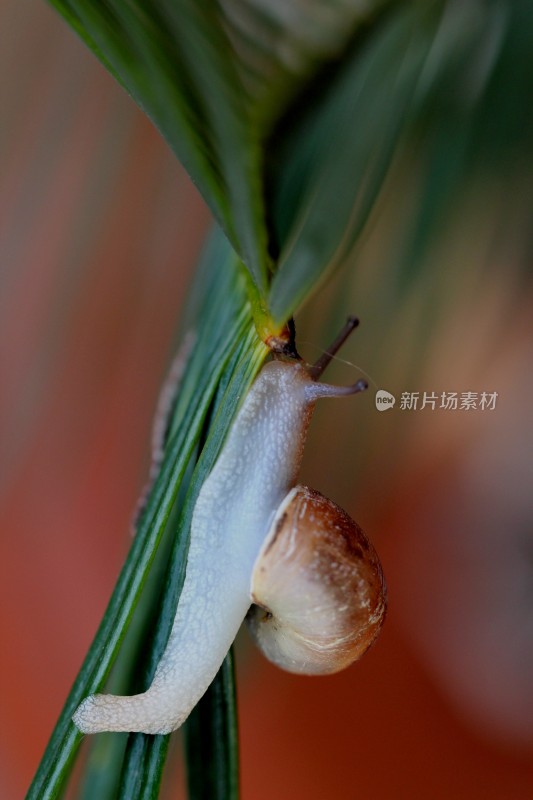 小蜗牛在植物上爬动