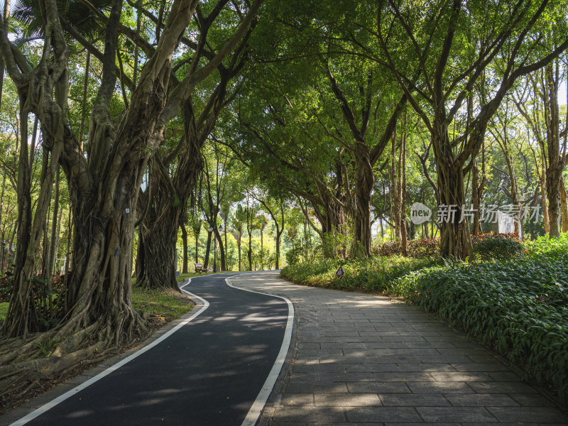 绿树成荫的城市公园休闲步道