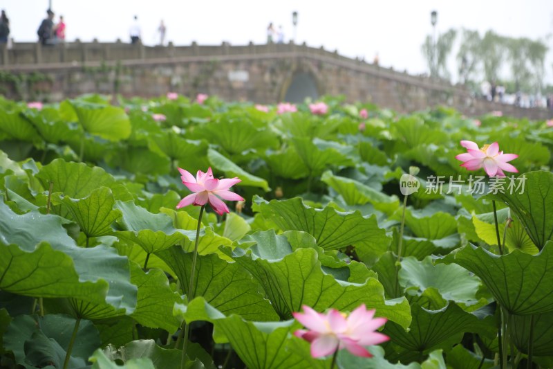 杭州风光 西湖风光