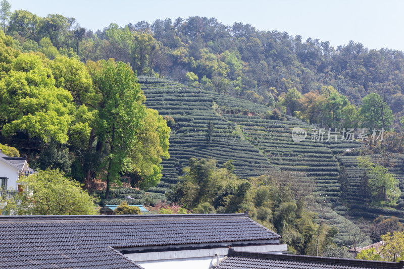 杭州杨梅岭绿意盎然的梯田式茶园