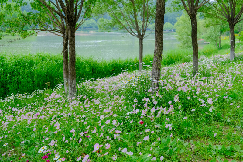 三门峡黄河公园河边的花丛