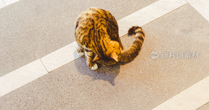 地面上的一只狸花猫