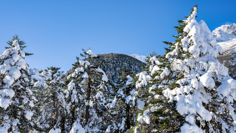 四川甘孜海螺沟冬季森林植被的雪景