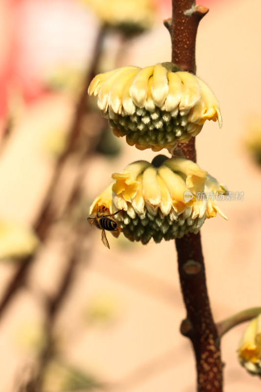 结香花花蕾实拍素材