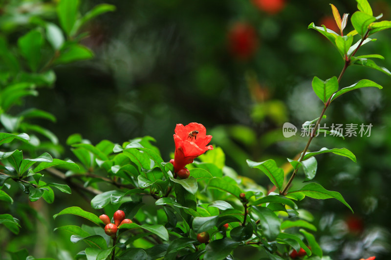 立夏时节盛开的红色石榴花