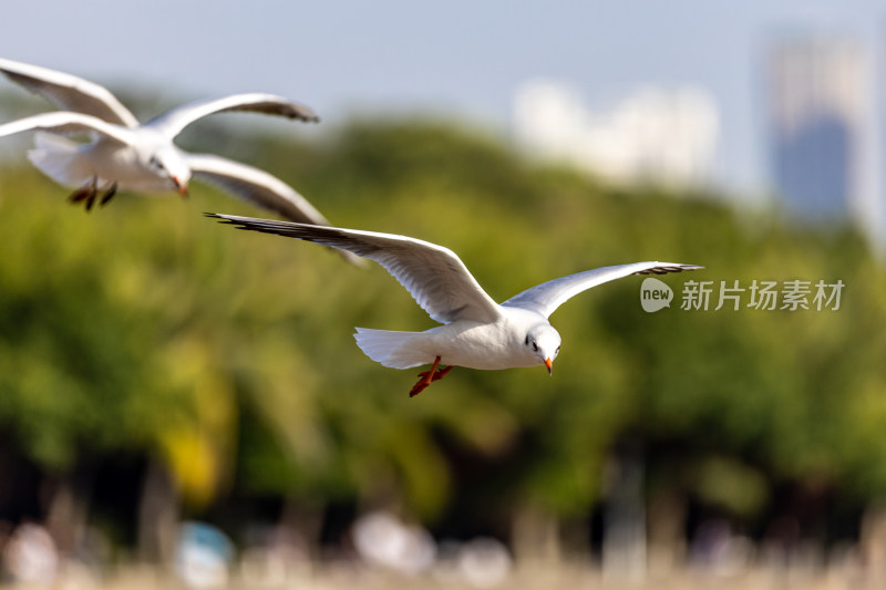 海鸥、红嘴鸥