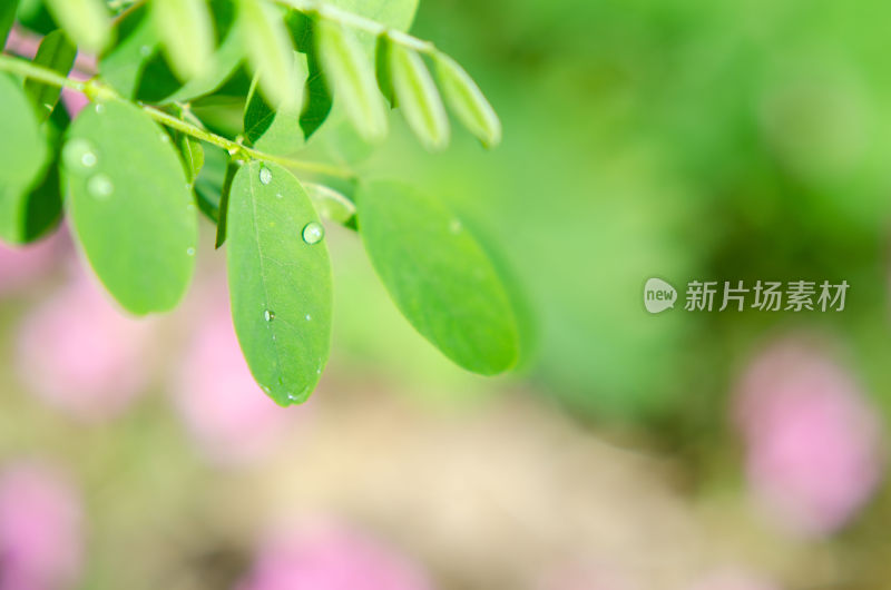 带水珠的绿色植物叶子特写