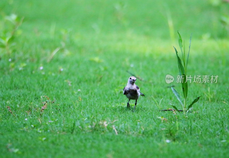 独步绿茵场——白鹡鸰