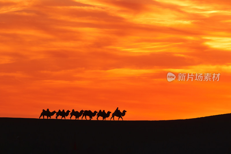 沙漠中骆驼队在夕阳下行走的景象