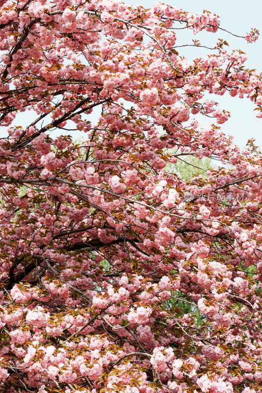 北京莲花池公园樱花